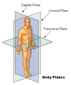 body planes, including the sagittal axis (Wikipedia)