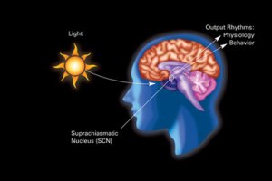 suprachiasmatic nucleus and  circadian rhythms (Wikipedia)